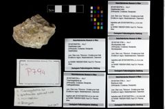 Foto (Objekt + Etikett) von Munidopsidae indet.  (NHMW-GEO-2014-0194-0794c)
